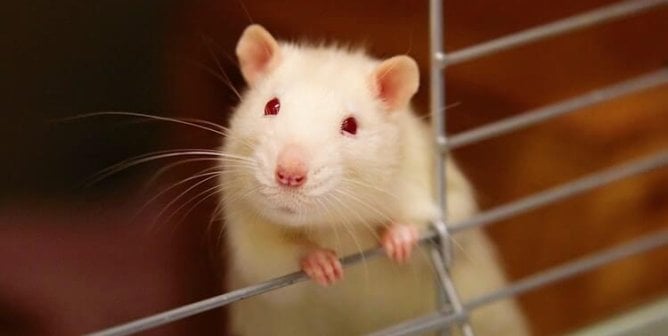Mouse looks out of cage