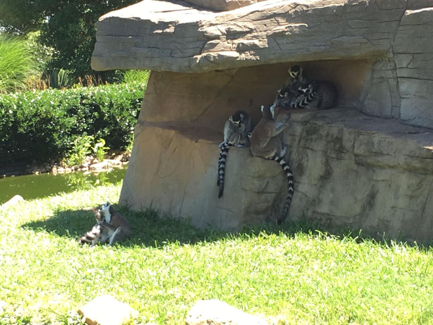 ring tailed lemurs in the heat