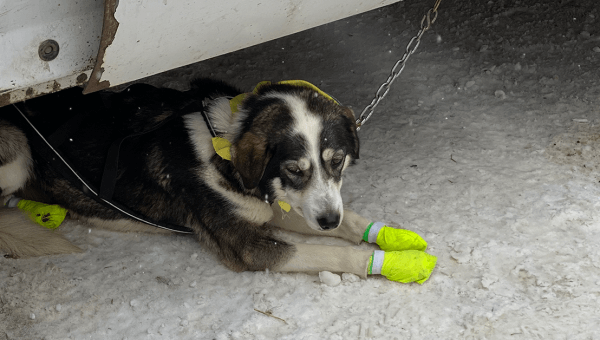 Urge F1’s Owner to Stop Supporting the Deadly Iditarod