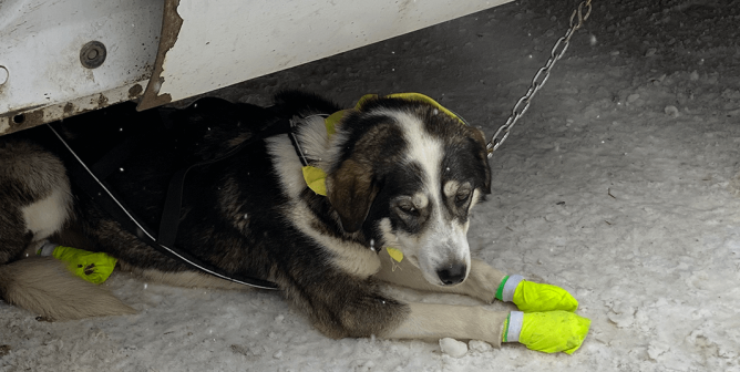 Dog under object in snow