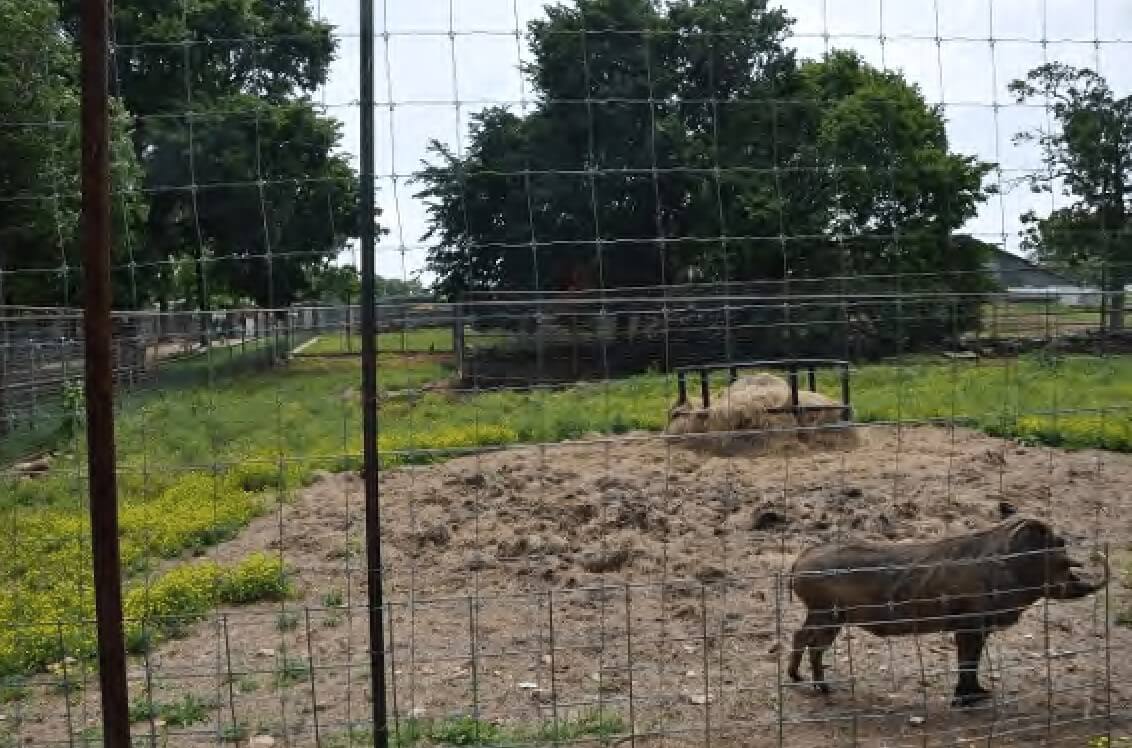 warthog with no shelter