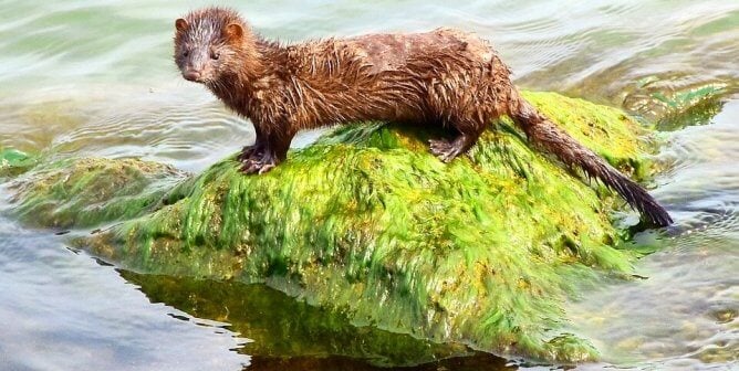 Mink sits on a mossy rock in the water