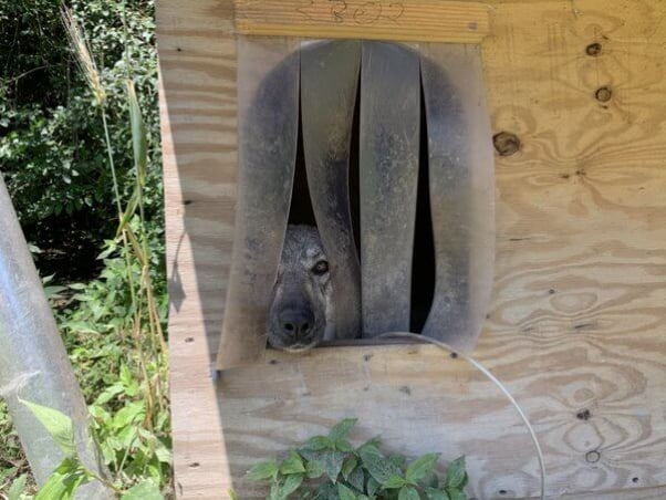 Frightened dog Wolfie peeking out of doghouse before being rescued by PETA