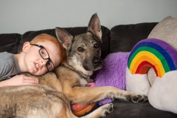 Wolfie on couch with new guardian and colorful pillows