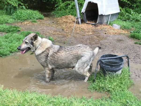 "Before" photo of Wolfie standing in muddy water