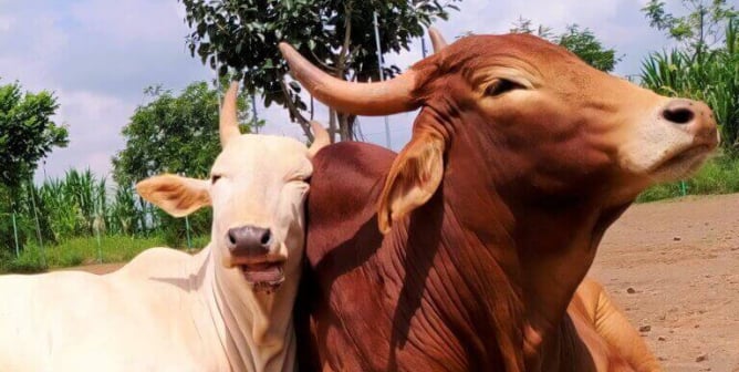 3 Animal-Friendly Ways to Celebrate the ‘Year of the Ox’ With Your Class