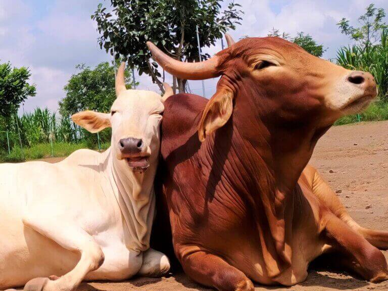 3 Animal Friendly Ways To Celebrate The Year Of The Ox With Your Class Peta