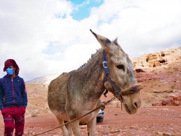 Donkey restrained in Petra