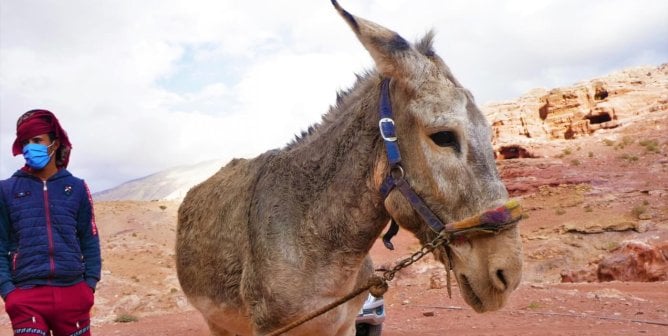 Donkey restrained in Petra
