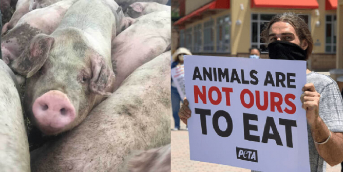‘Humane Meat’ and ‘Free-Range Eggs’ Do Not Exist: Help Stop Humane Washing