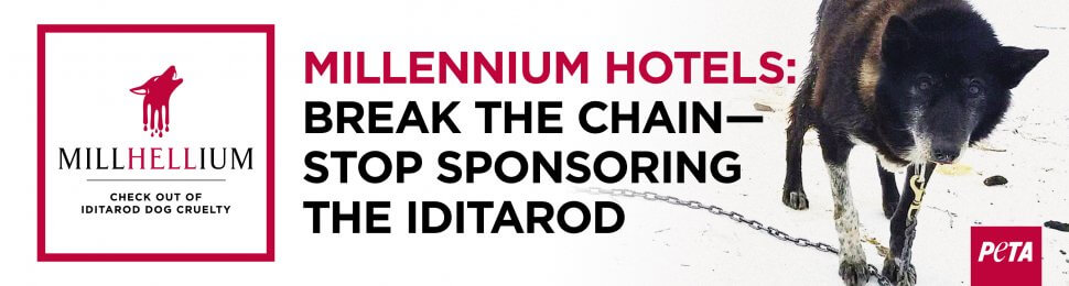 (VICTORY!) Millennium Hotels: Break The Chain—Stop Sponsoring The Iditarod