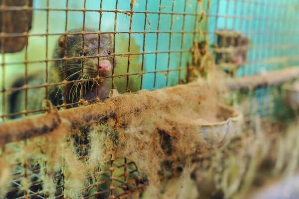 Mink on fur farm