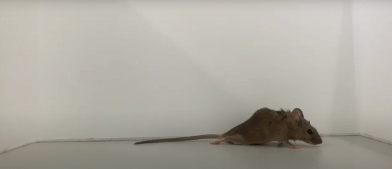 Experimenters Paralyze Mice in Archaic Tests | PETA Experimenters Paralyze Mice in Archaic Tests | PETA