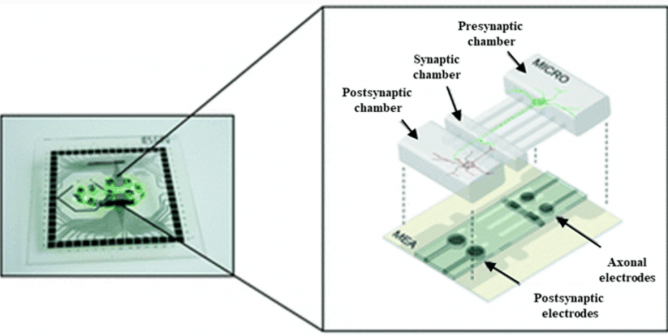 organ on chip model