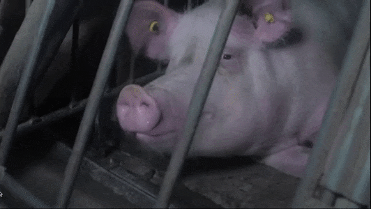 Urge Canadian Lawmakers to Reject Proposed Amendments That Would Prevent Citizens From Providing Aid to Animals and Documenting Abuse
