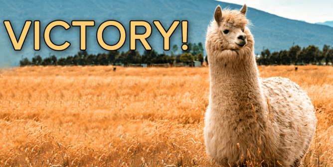 Victoria's Secret confirms alpaca wool ban