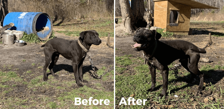 PETA Jumps at the Chance to Make Beans’ Day With a New Doghouse