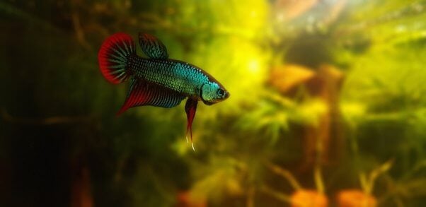 Blue and red betta fish in mossy tank