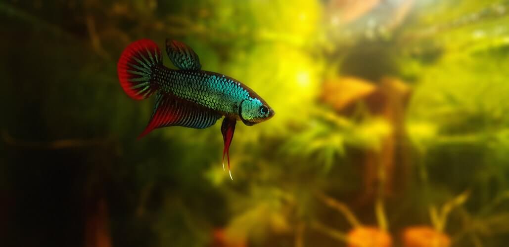 Is It Cruel to Keep Fish in Tanks?