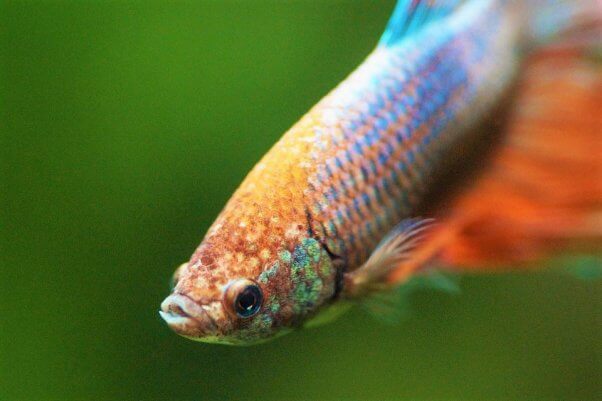 Blue and red betta fish green background