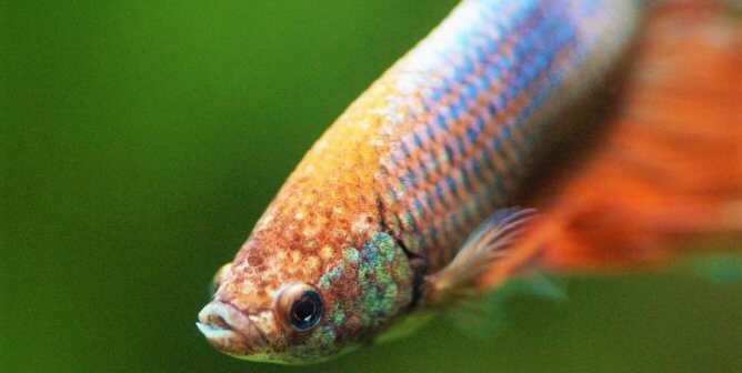 Blue and red betta fish green background