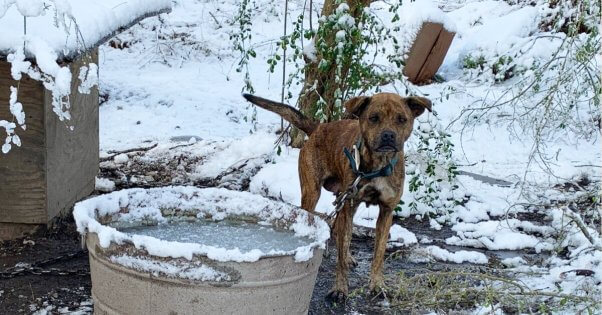 Cold skinny dog in snow with heavy chain on