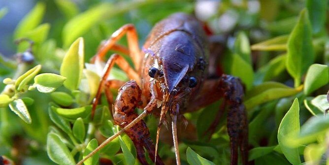 Crawfish in green plant