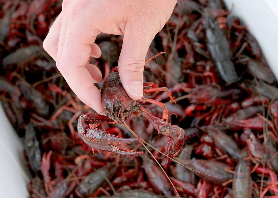 crayfish