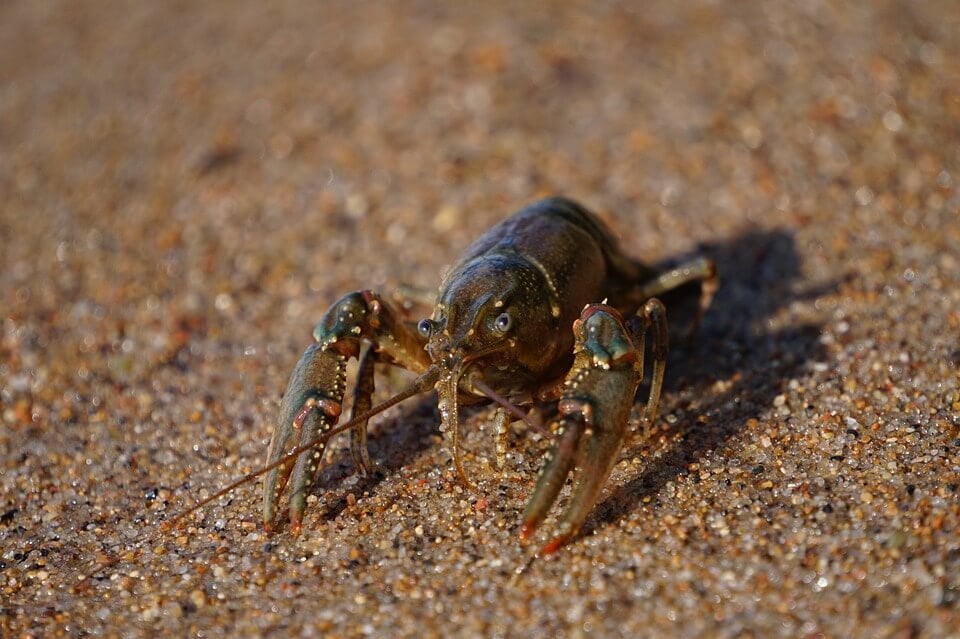 Crayfish