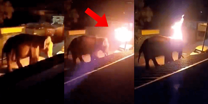 Men Caught on Camera Setting Elephant on Fire