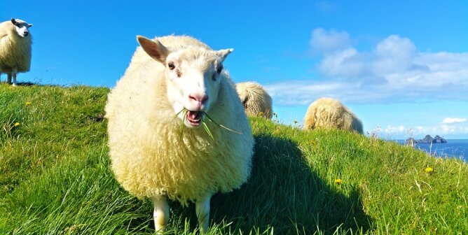 Sheep eating grass on mountain