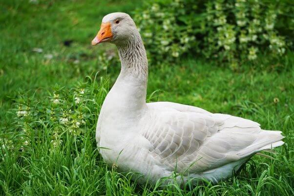 Goose sits in green grass