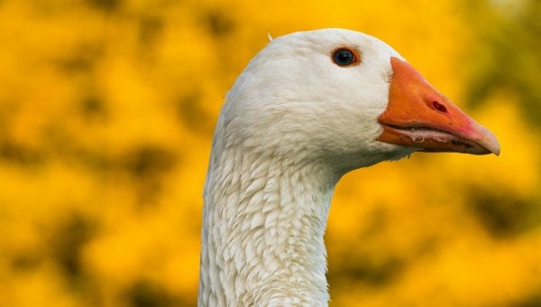 Goose's head with blurry yellow background