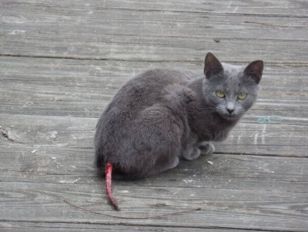 Gray cat with injured tail