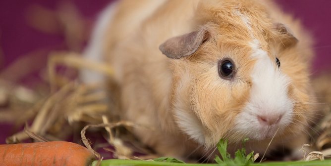 PETA’s Research Modernization Deal Kicks Animal Tests to the Curb