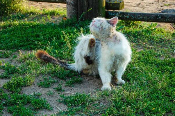 TNR: cat sits on the grass