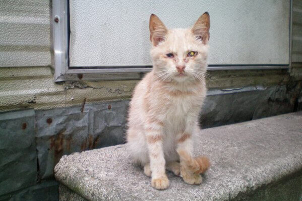 Injured cat sits on ledge