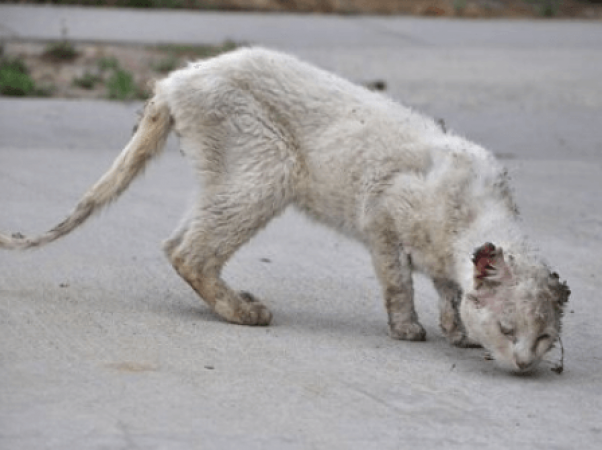 Stray cat with hurt ears