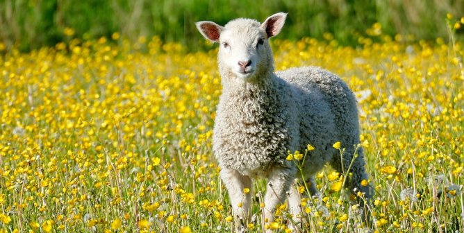 White lamb in a yellow field