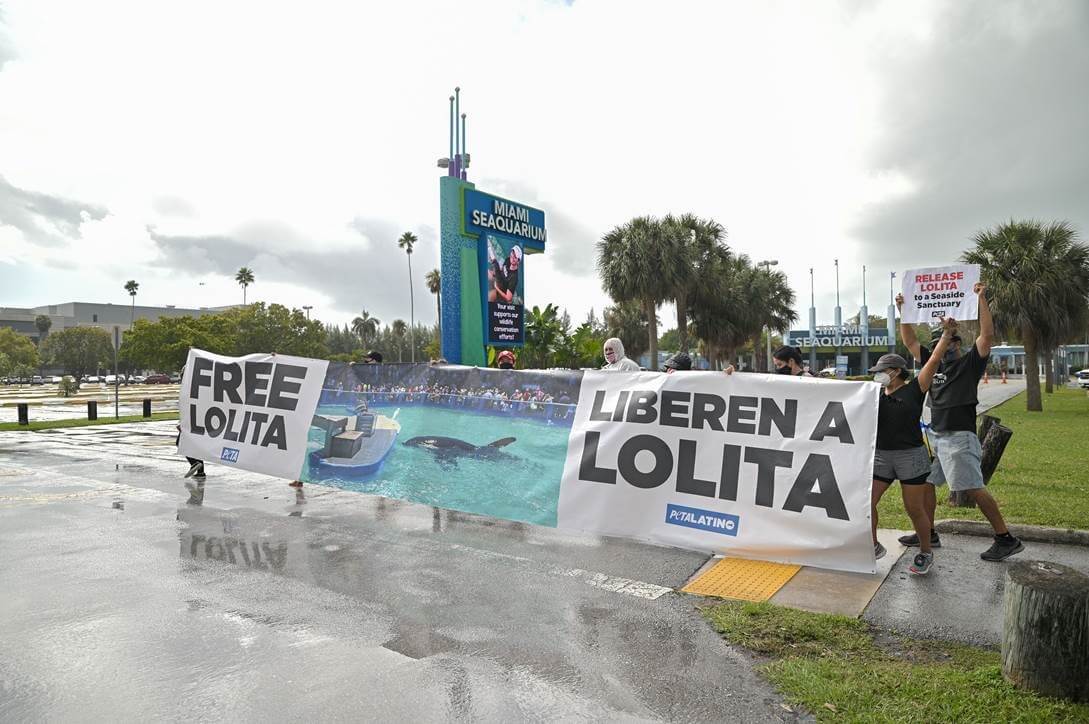 PETA Latino protest for Lolita at the Miami Seaquarium