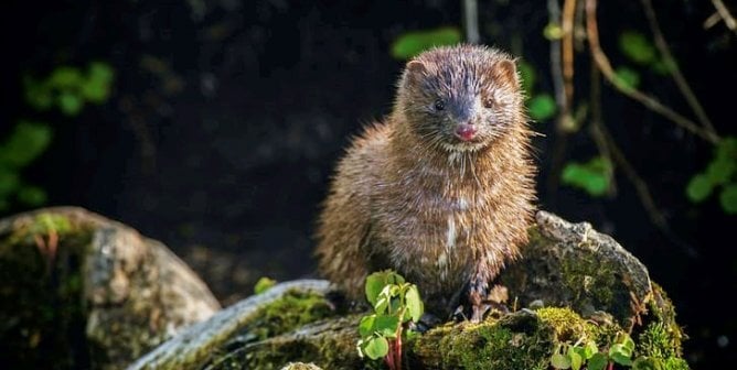 Mink sits on a rock