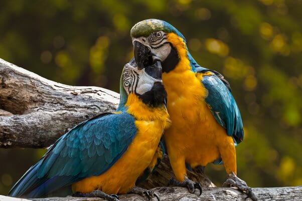 Two parrots on a branch