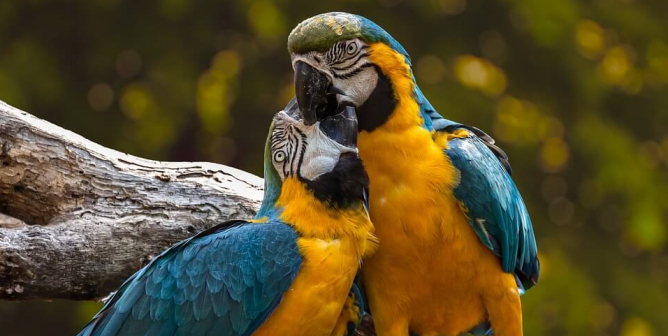 Two parrots on a branch