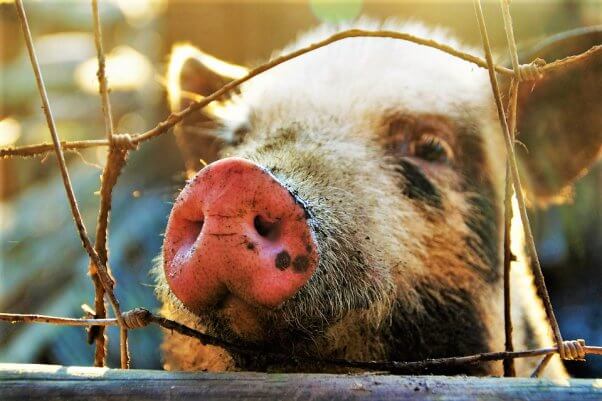 Sad pig looks through fence