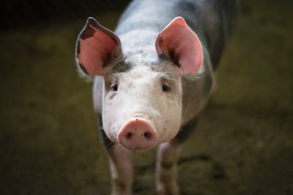 Small pig stares at the camera