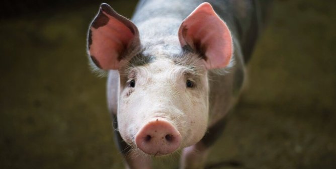 Campaign Updates: OHSU Mutilates Pigs in OB/GYN Medical Training