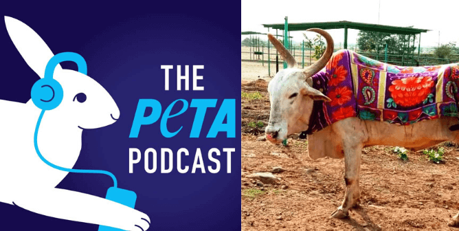 Sonya the bull and PETA podcast logo