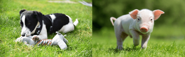 A puppy dog playing with a toy in the grass, wearing a harness, and a piglet running through grass