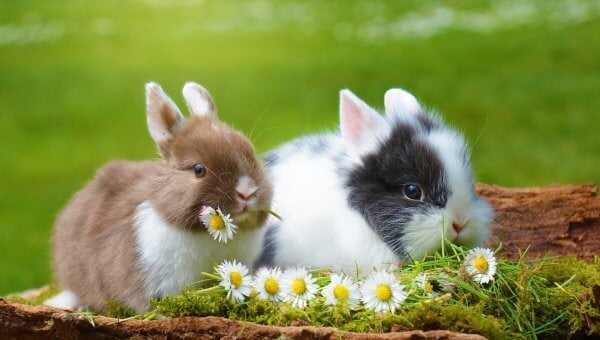 Two rabbits share a meal of flowers