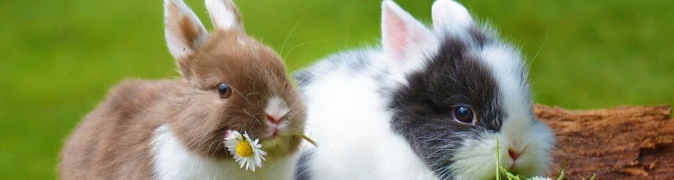 Two rabbits share a meal of flowers